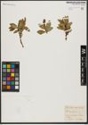 Foto von Salix hastata L.